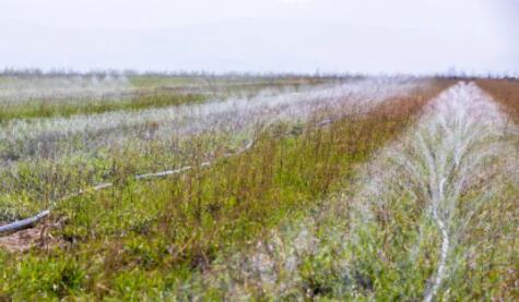 山西萬畝中藥材采用軟體集雨水窖+智能水肥一體化，增產顯著